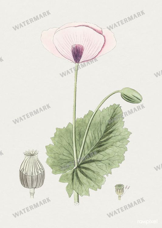 Botanical Vintage Prints