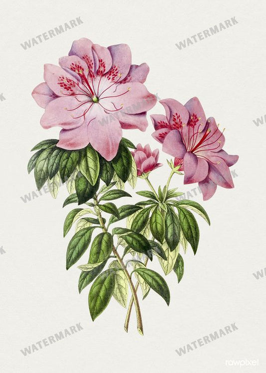 Botanical Vintage Prints