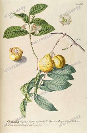 Botanical Vintage Prints