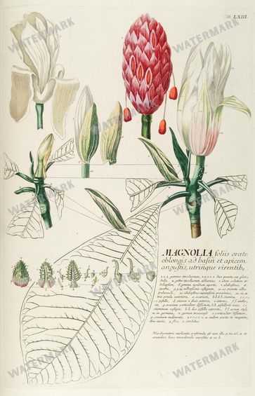 Botanical Vintage Prints