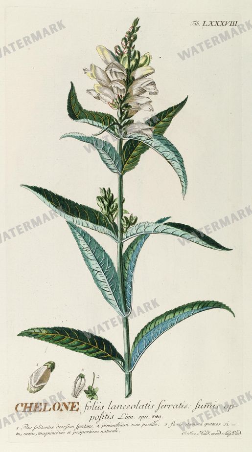Botanical Vintage Prints
