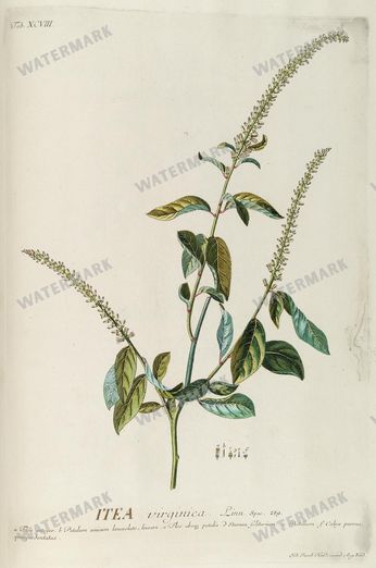 Botanical Vintage Prints