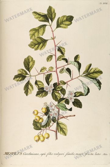 Botanical Vintage Prints