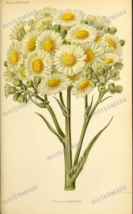 Botanical Vintage Prints