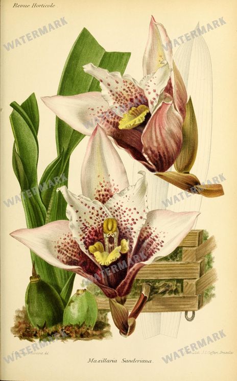 Botanical Vintage Prints
