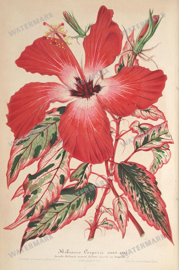Botanical Vintage Prints
