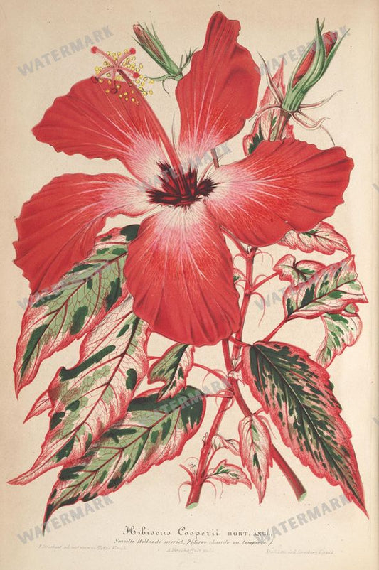 Botanical Vintage Prints