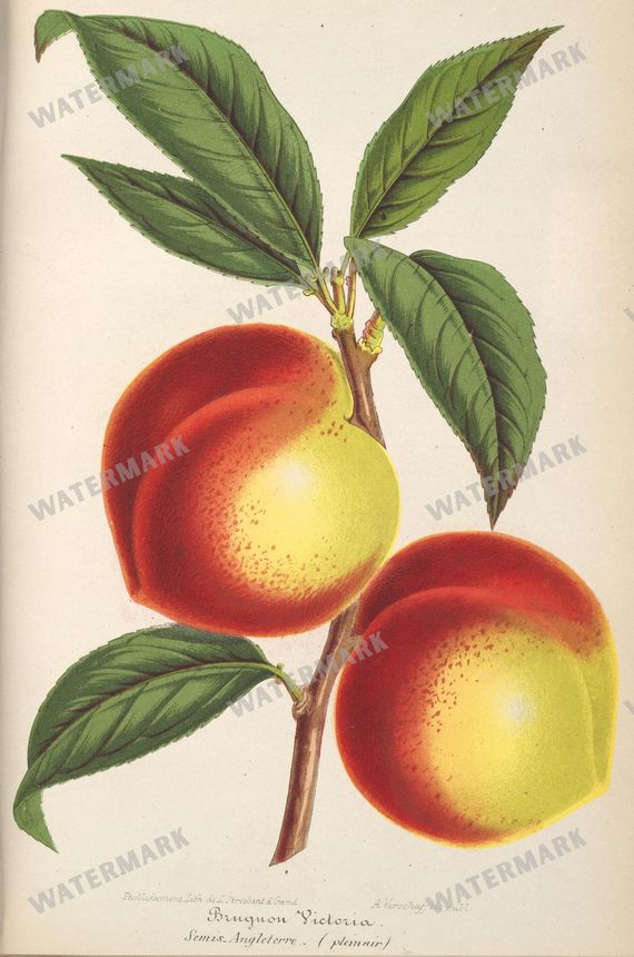 Botanical Vintage Prints