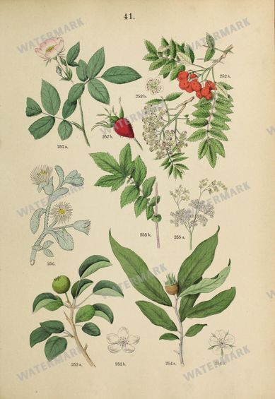 Botanical Vintage Prints