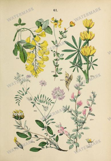 Botanical Vintage Prints