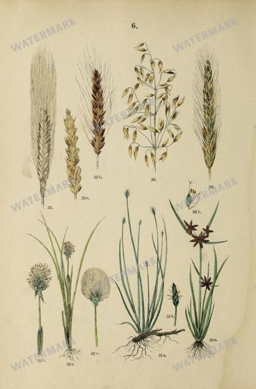 Botanical Vintage Prints