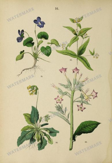 Botanical Vintage Prints