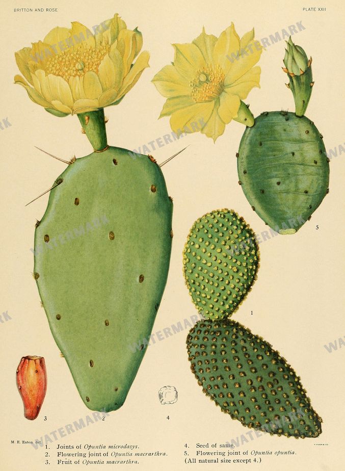 Cactus Vintage Prints