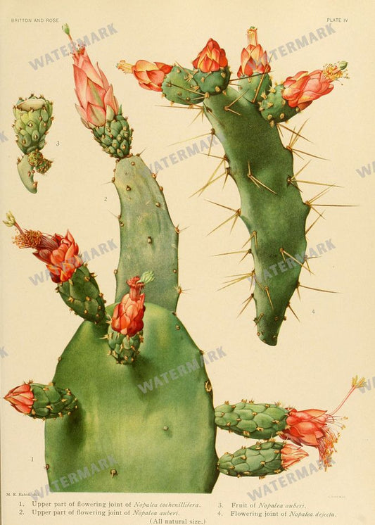 Cactus Vintage Prints