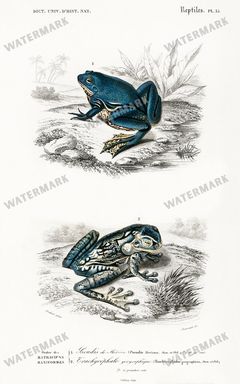 Dictionnaire Universel Dhistoire Naturelle Vintage Prints