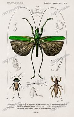 Dictionnaire Universel Dhistoire Naturelle Vintage Prints