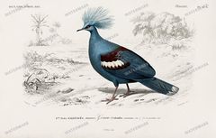 Dictionnaire Universel Dhistoire Naturelle Vintage Prints
