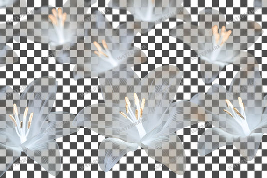 Easter Lilies Transparent Overlay Pngs