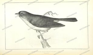 Fauna Vintage Prints