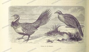 Fauna Vintage Prints