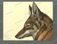 Fauna Vintage Prints