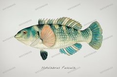 Fish Vintage Prints