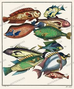 Fish Vintage Prints
