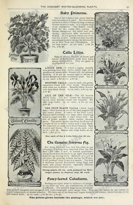 Floral Vintage Prints