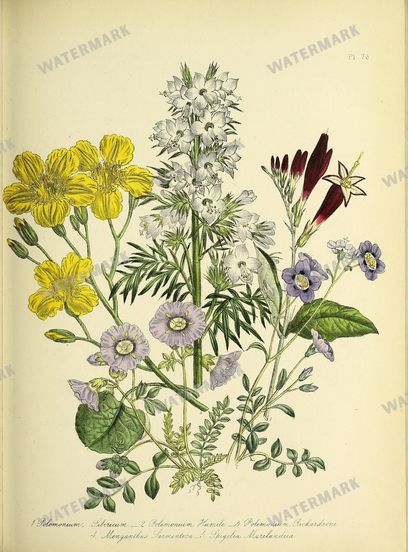 Floral Vintage Prints