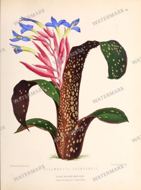 Floral Vintage Prints