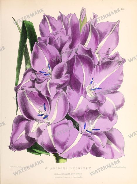 Floral Vintage Prints