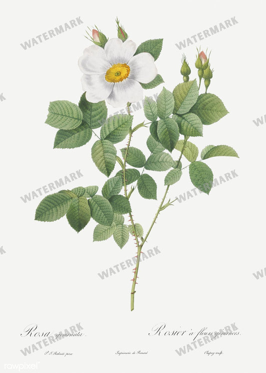 Floral Vintage Prints