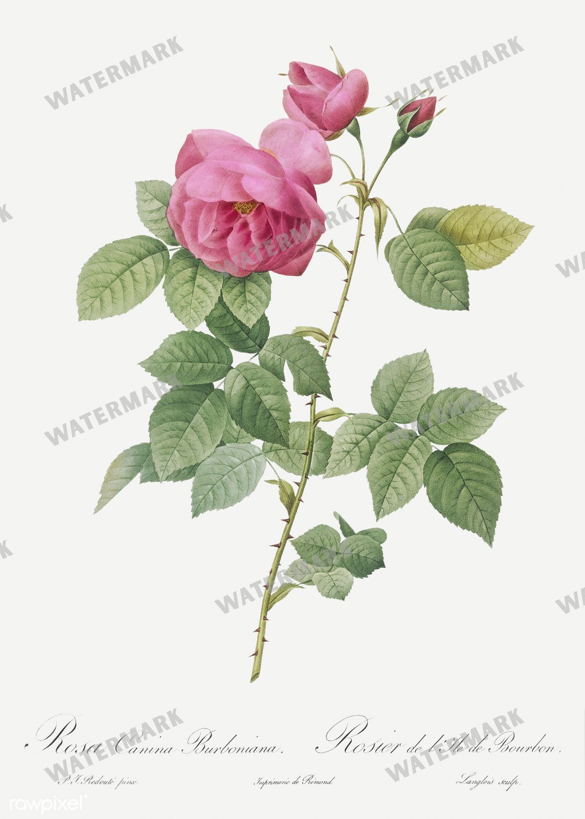 Floral vintage illustration, printable digital download, image 1