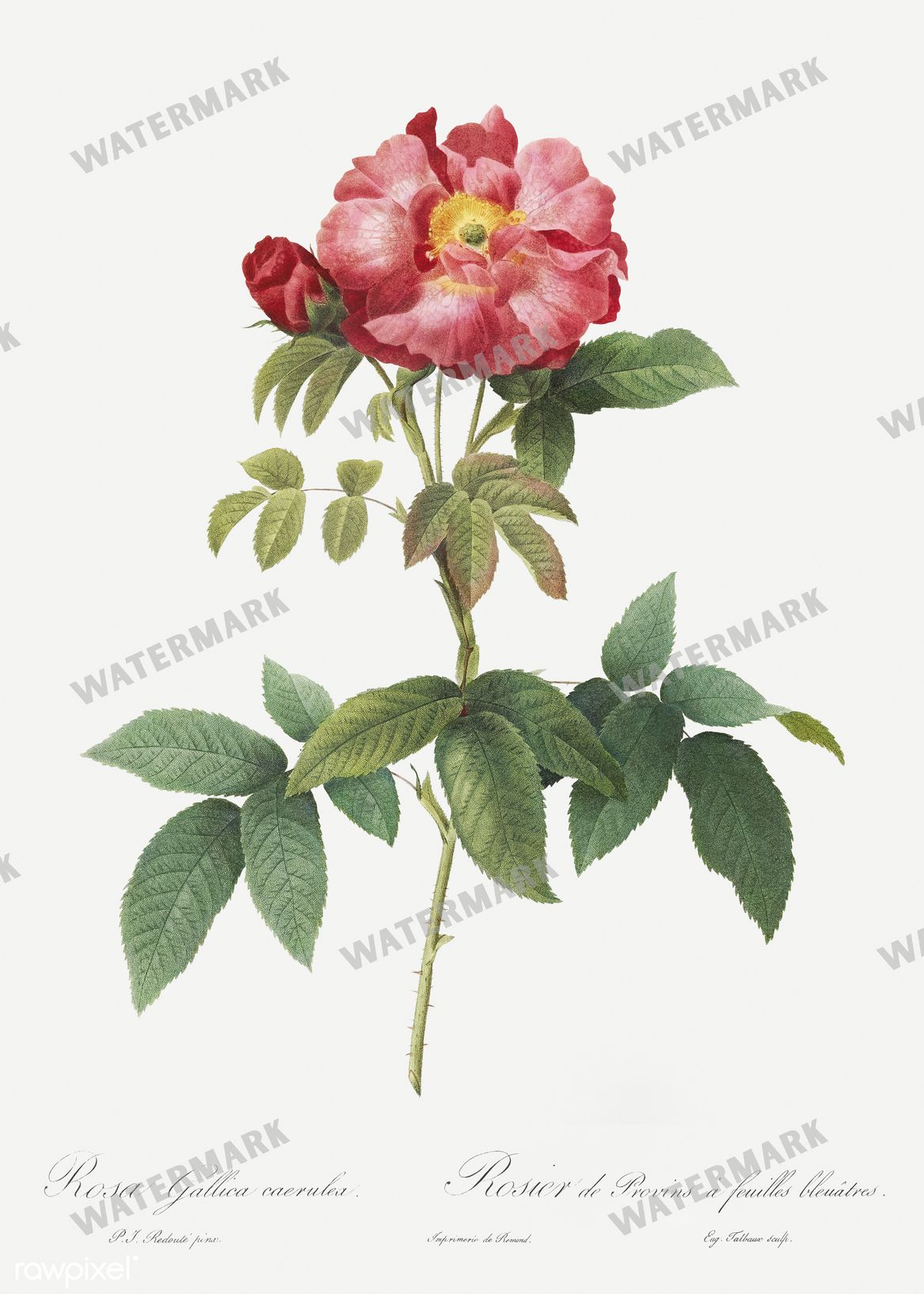 Floral Vintage Prints