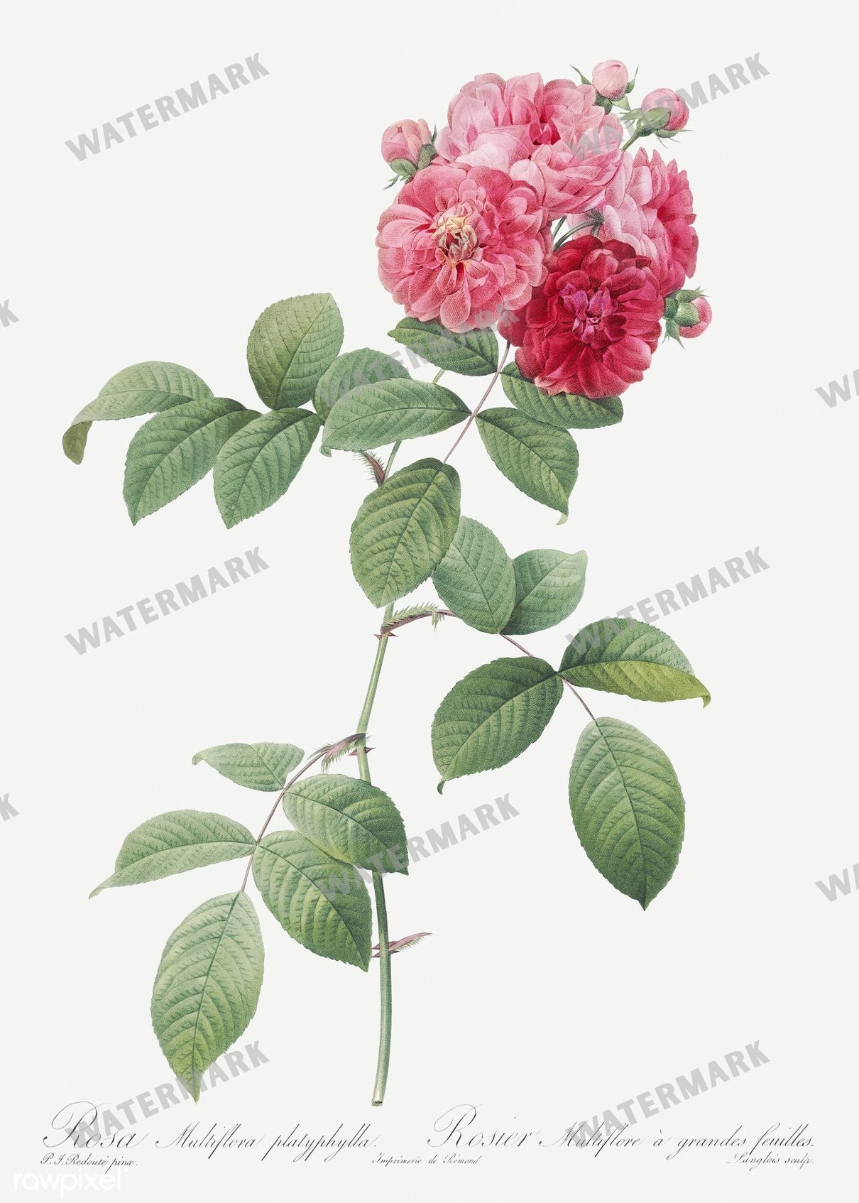 Floral Vintage Prints