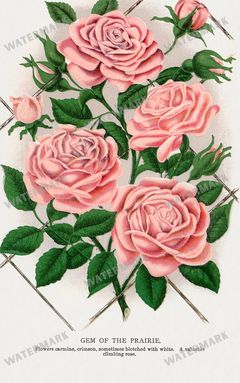 Folio Of Botanical Specimen Vintage Prints