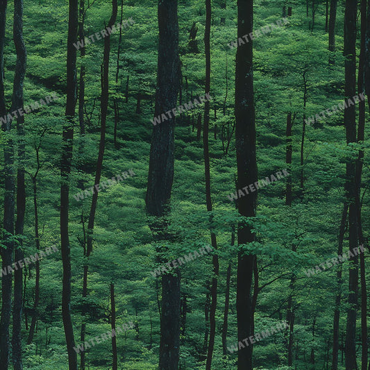 Forest Seamless Pattern