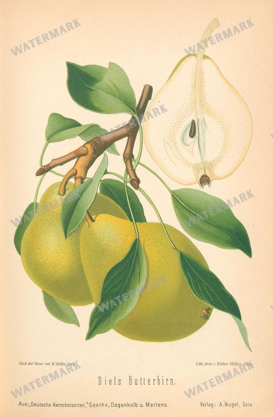 Fruit And Vegetables Vintage Prints