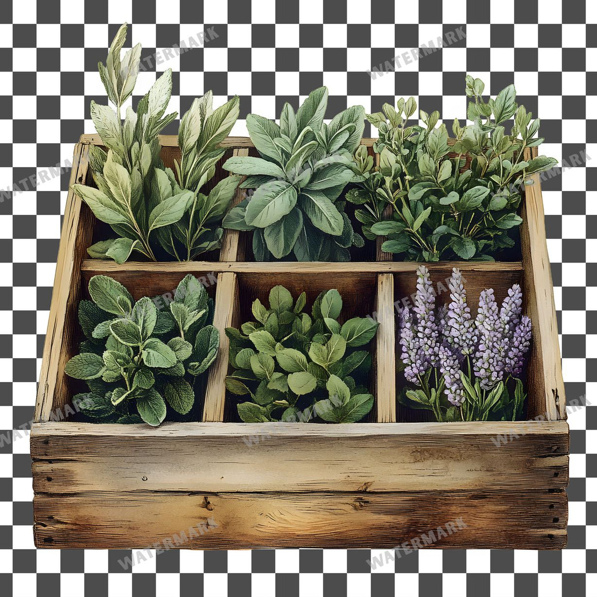 Herbs Vintage Style clipart PNG on a transparent background, design 1