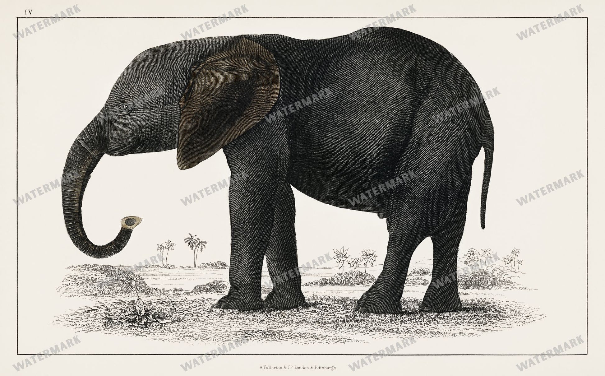 Lithographs Vintage Paintings