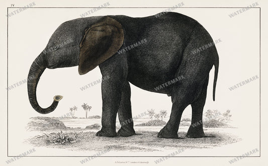 Lithographs Vintage Paintings
