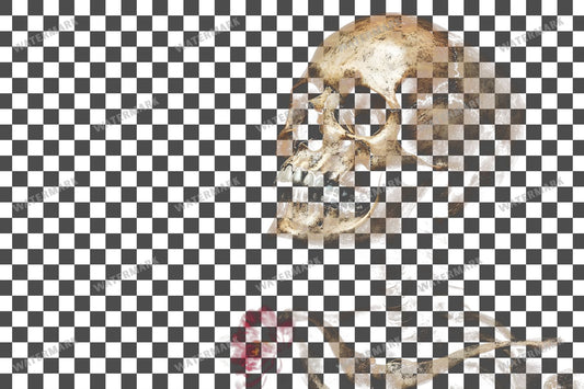 Skeleton Overlay On A Black Background