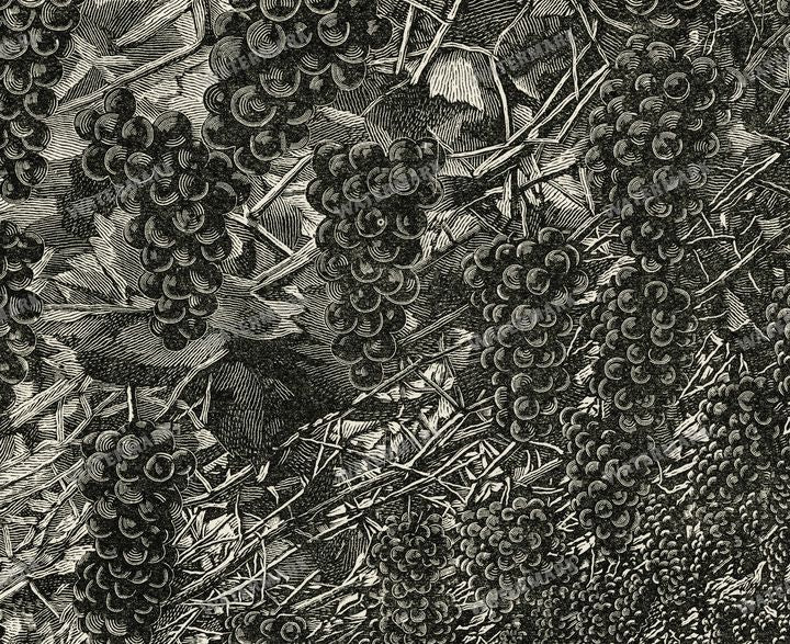 The Fruit Grower'S Guide Vintage Paintings