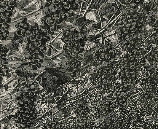 The Fruit Grower'S Guide Vintage Paintings