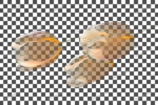 Tulip Blooms Transparent Overlay Pngs
