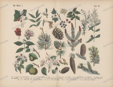 Vintage Botanical Vintage Prints