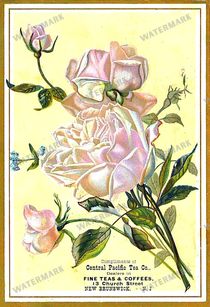 Vintage Roses Vintage Prints