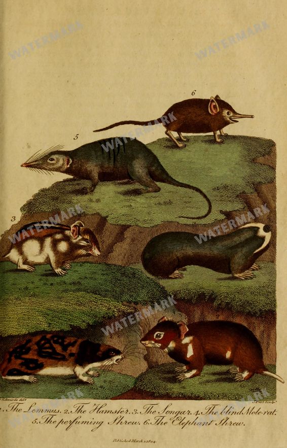 Wildlife Vintage Prints