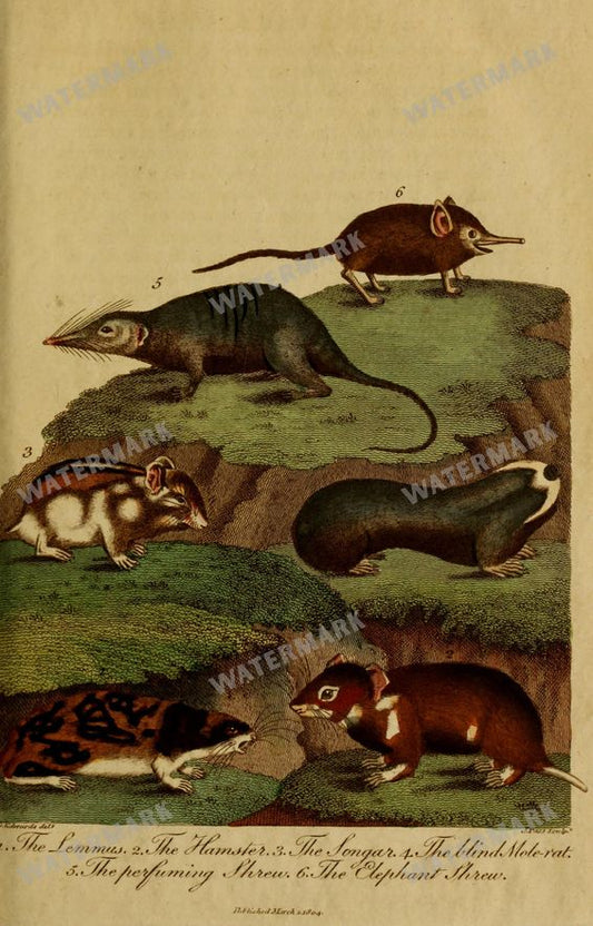 Wildlife Vintage Prints