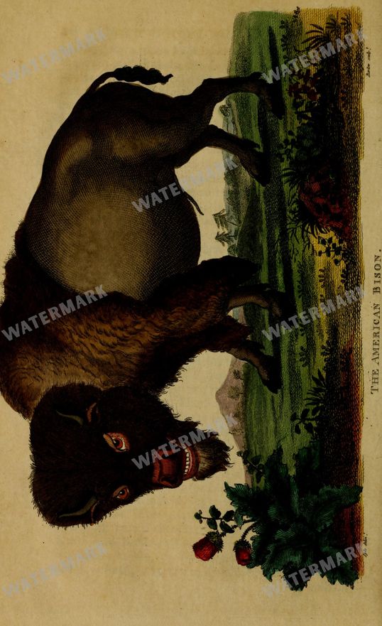 Wildlife Vintage Prints